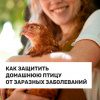 Как защитить домашнюю птицу от заразных заболеваний