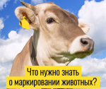 Что нужно знать о маркировке животных